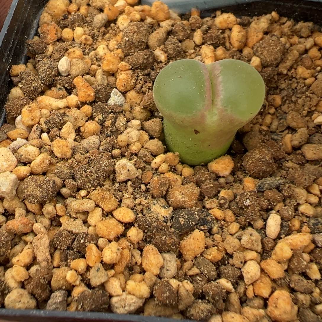 8-179粉红女郎风铃多肉