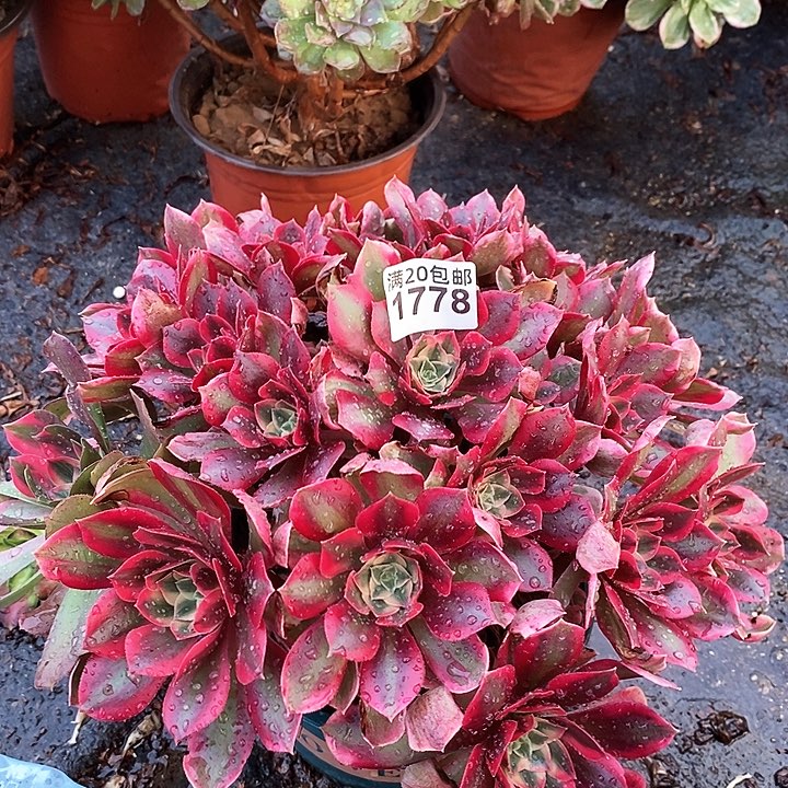 1778 一颗妖月法师