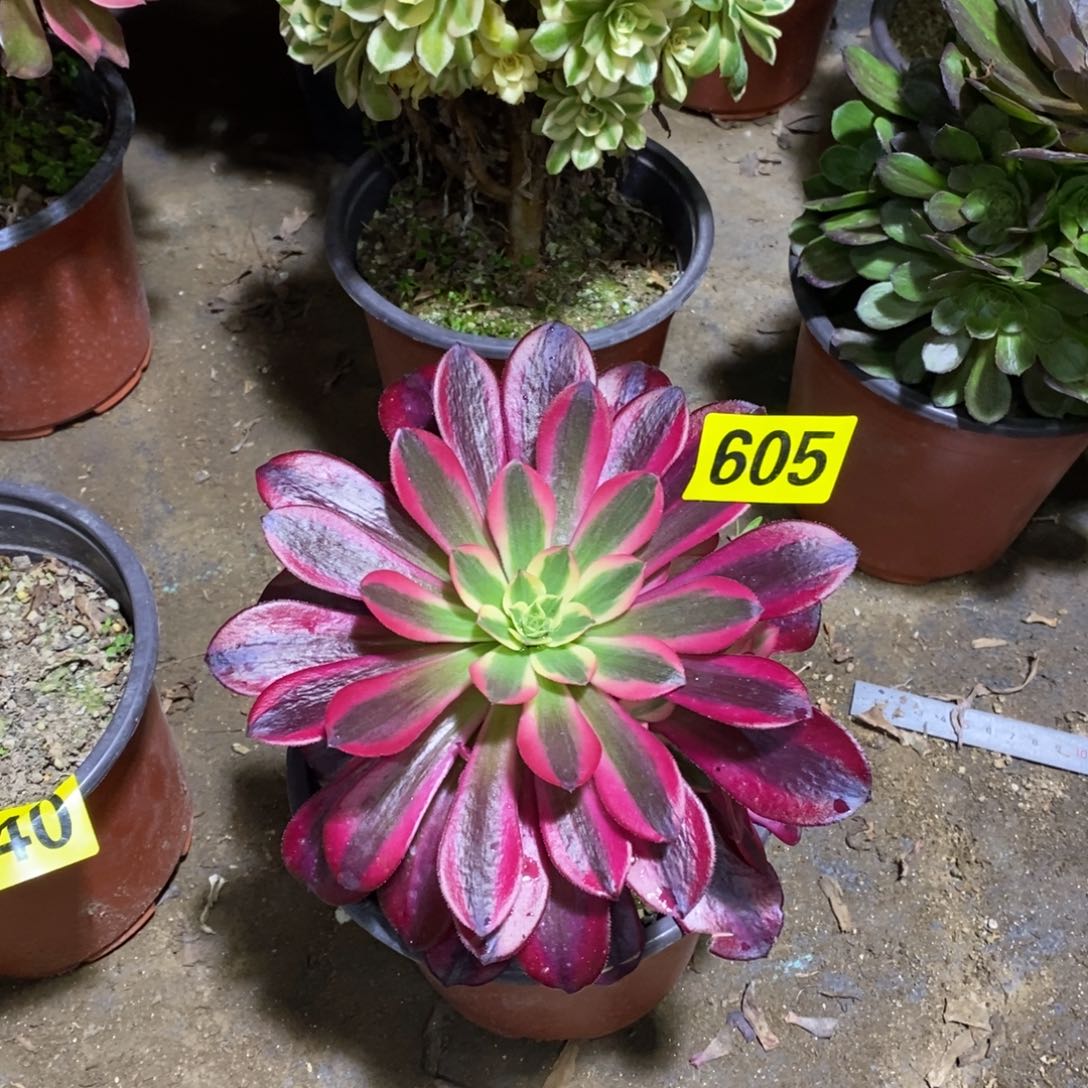 美杜莎多肉法师605