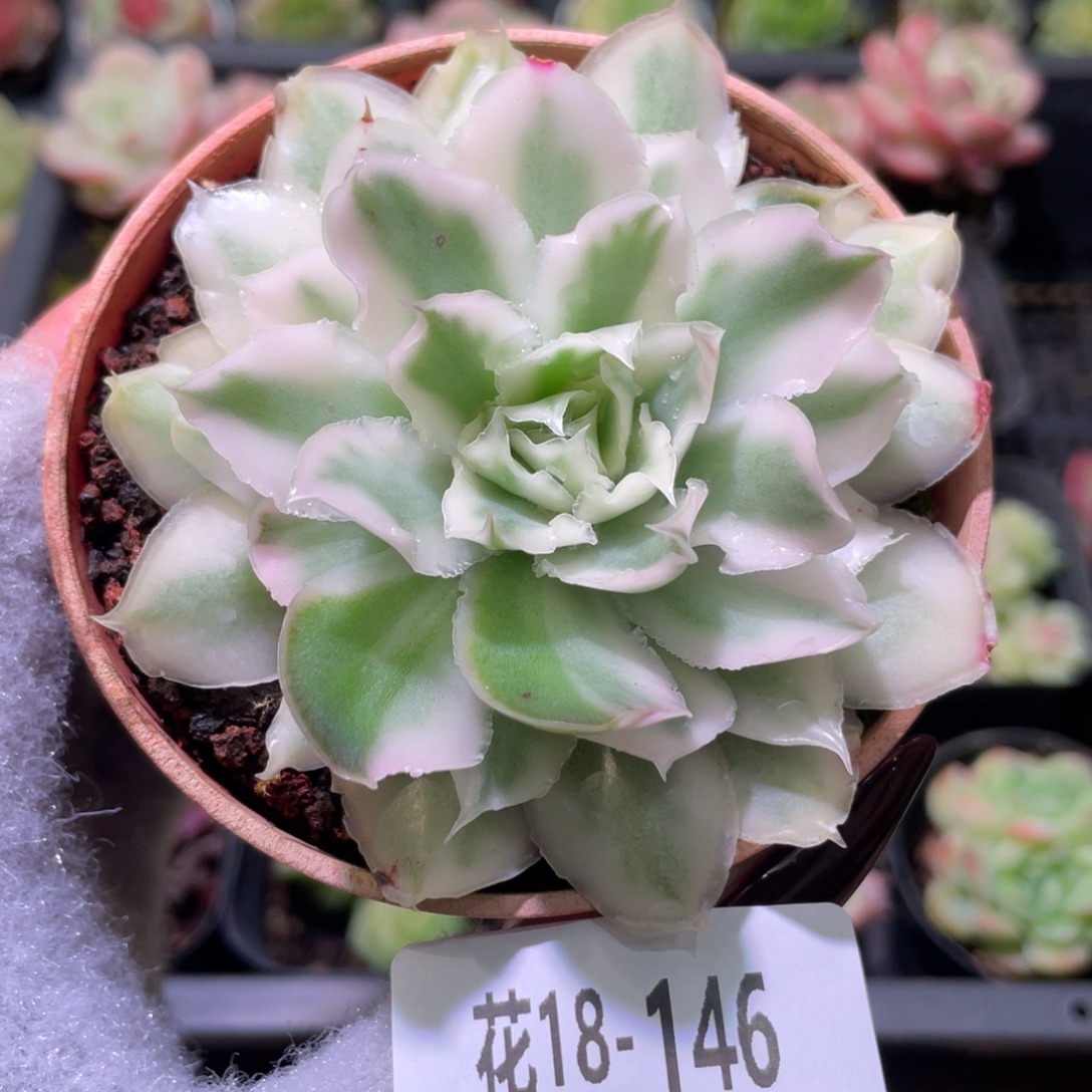 花利美18-146紫蝴蝶锦