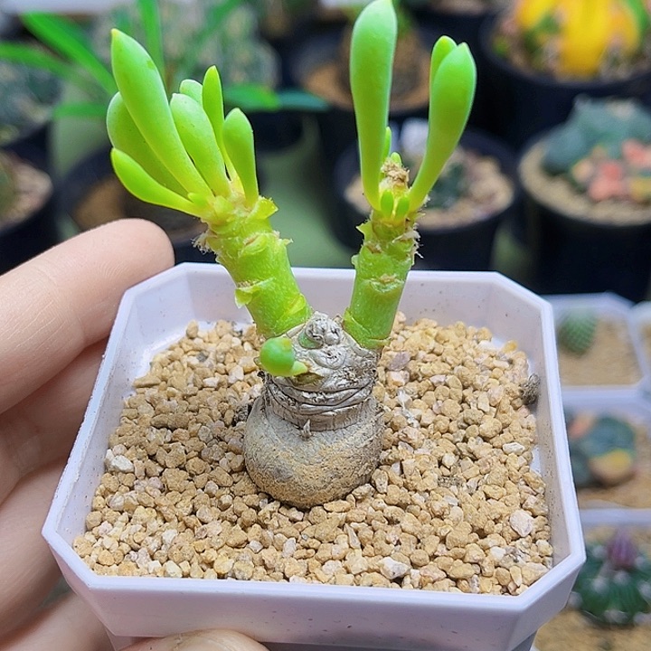 卡拉菲厚敦菊一颗一颗一颗