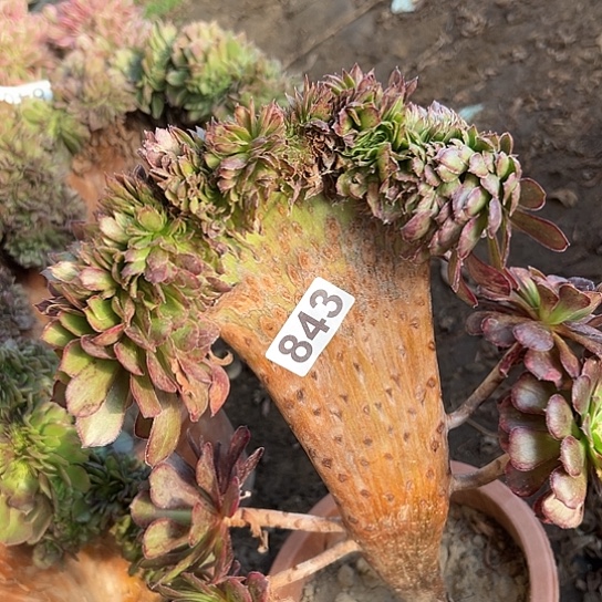 ****言多肉植物一个水墨843