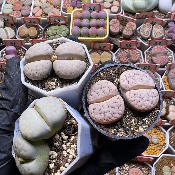 双***楼e2//。生石花 在。 389号