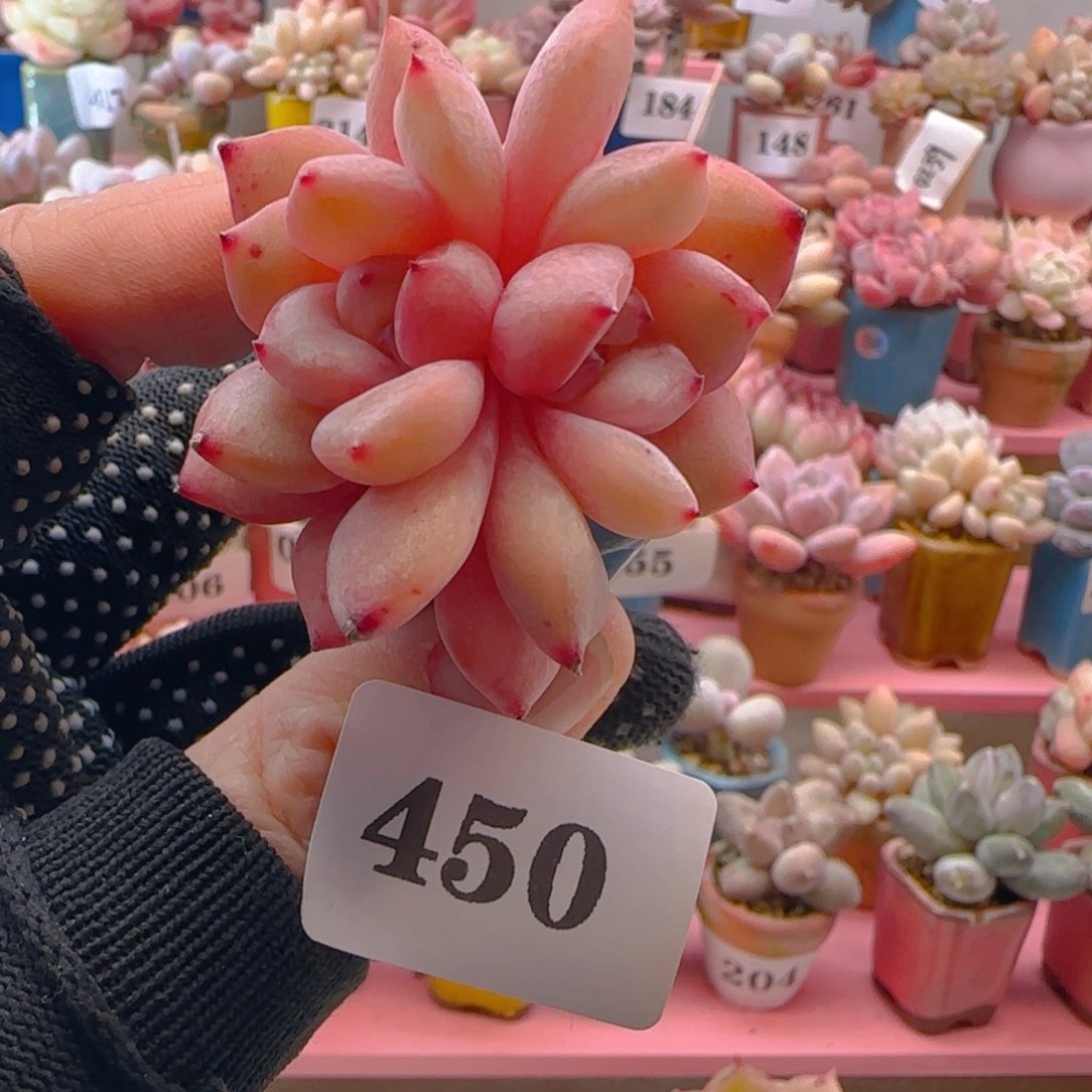 梦露450 ，带盆土发货，满38包邮非偏远