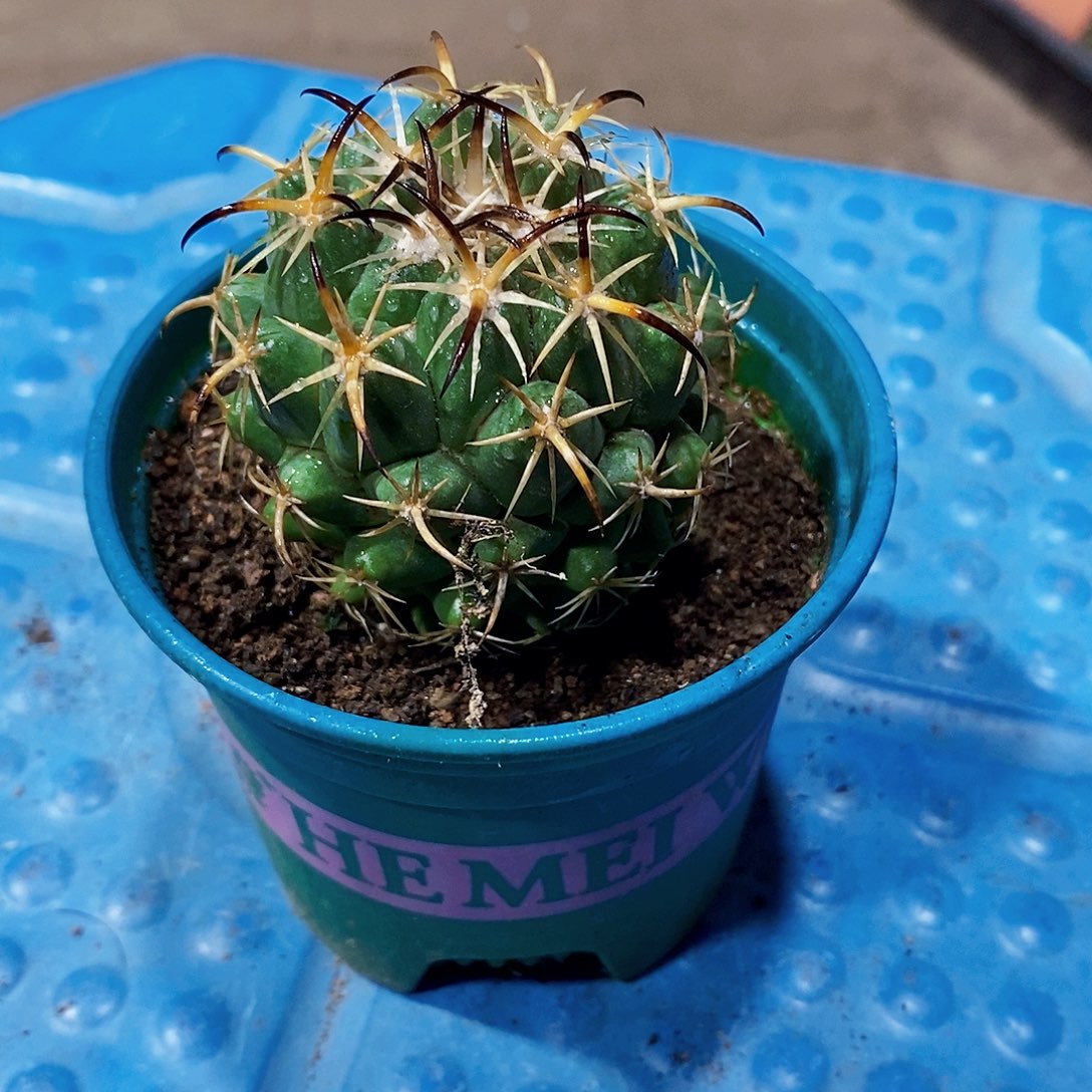 刚丁1111111111111个