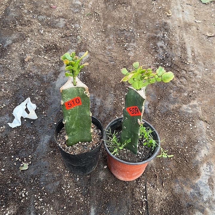 平***乐509+510嫁接蟹爪兰：027+028（无花苞）