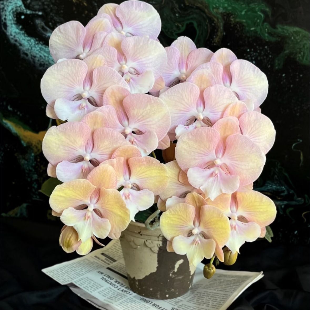 【彩虹独角兽】 3.0寸加高杯蝴蝶兰 花期会变色 苗子大 优先双花剑