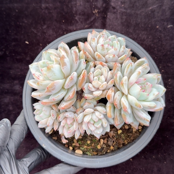 14厘米左右一物一拍雪天使