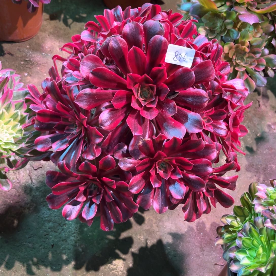 花多肉植物美杜莎846