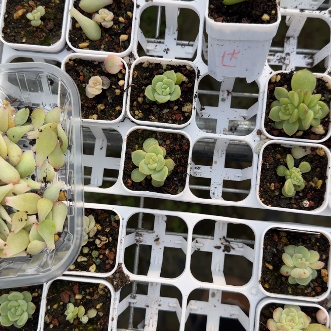 玉落盆2床一个满25包邮