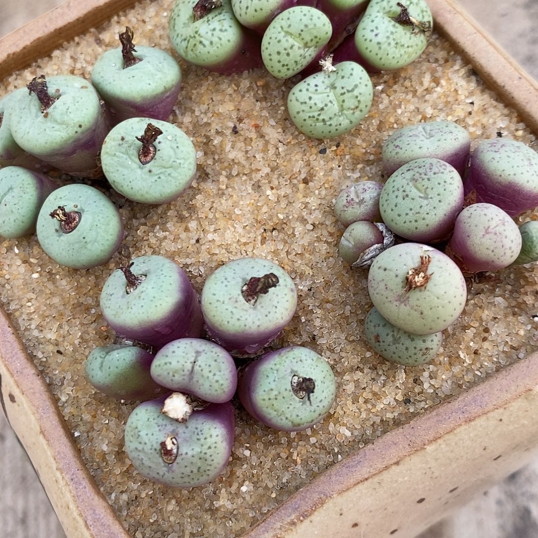 23135肉锥组合一组。     