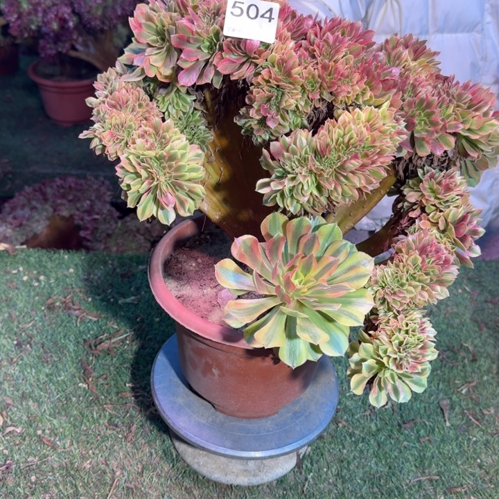 梦幻七彩大事缀化504