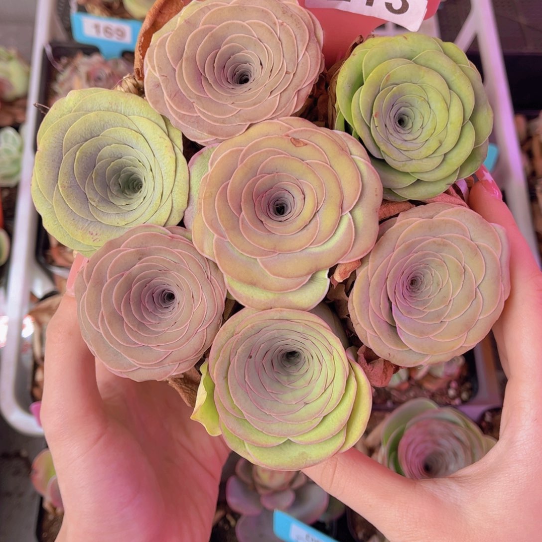 花篮一物一拍213号