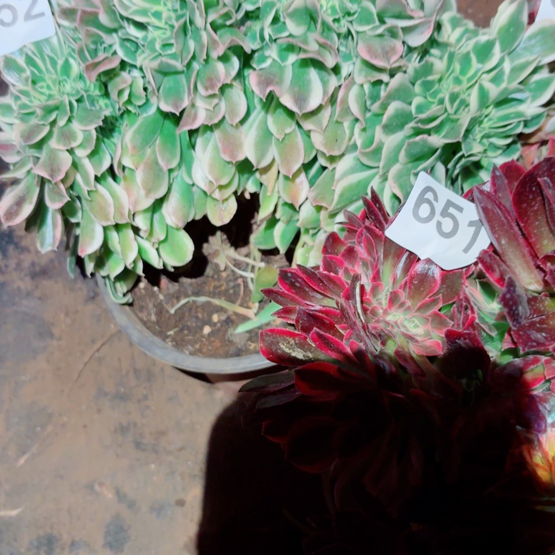 嗯652 号多肉法师植物特价