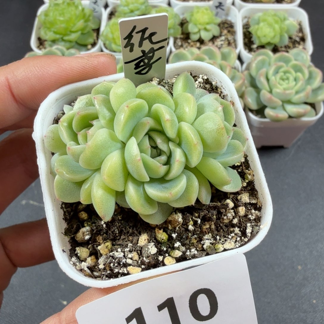 四头纸鸢一物一拍110