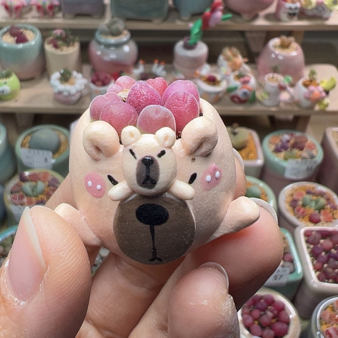 多肉植物74号拇指盆