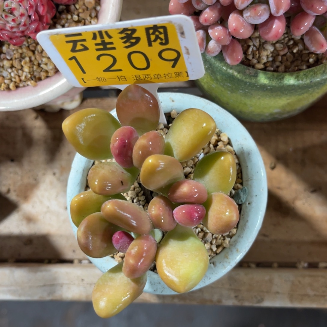 云尘多肉一物一拍不含盆1209，