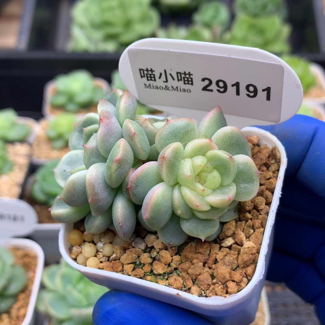 多肉植物杂交珍妮