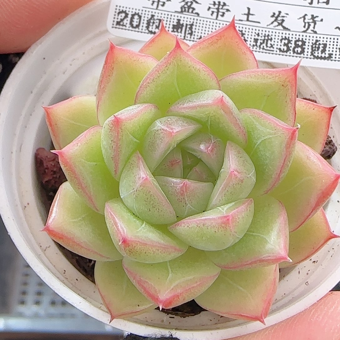 多肉0927--228福利