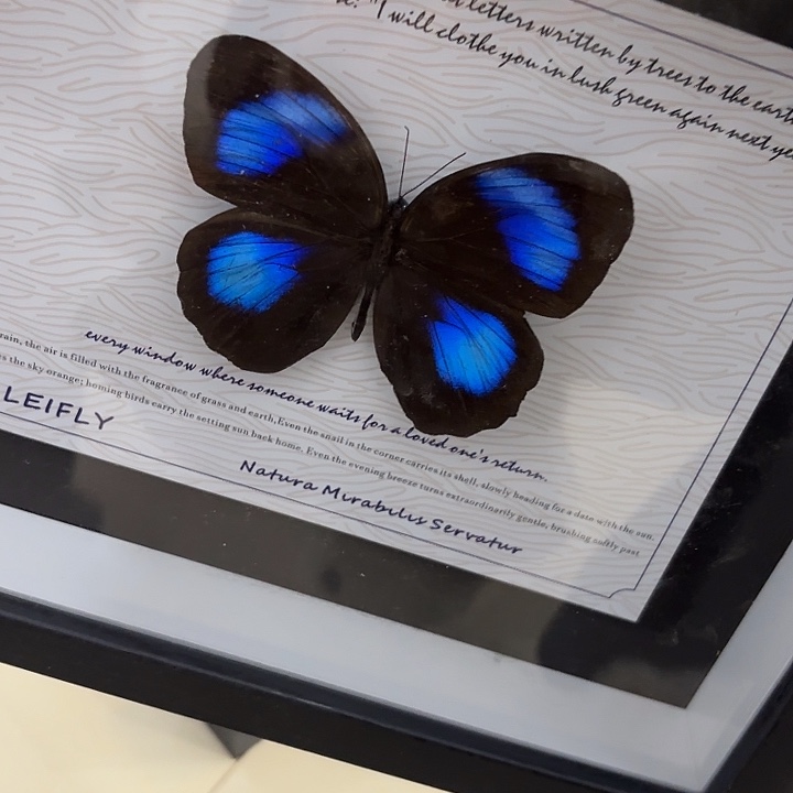 亦***年蝴蝶标本定制292@