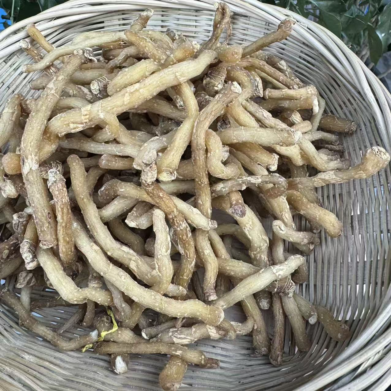 【小明优选】野生玉竹