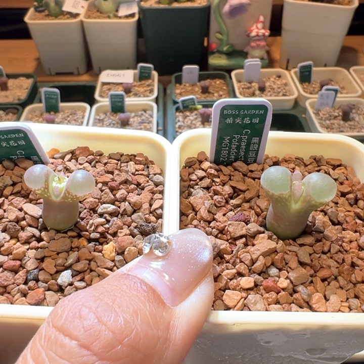 1。 优选三年黑眼豆豆一组。第二颗半价