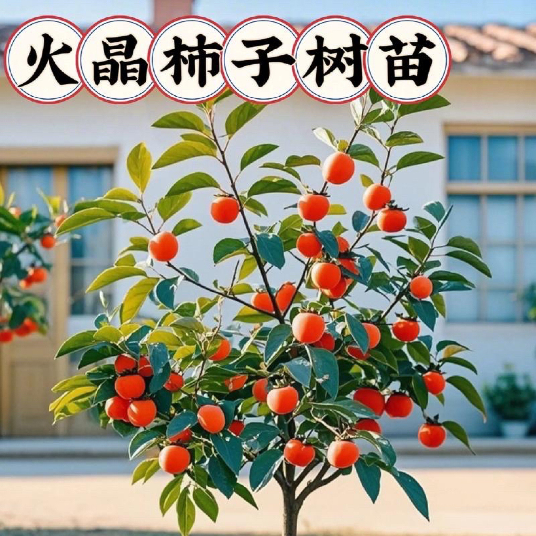脆甜柿子软甜柿子太秋火晶阳丰磨盘不带果