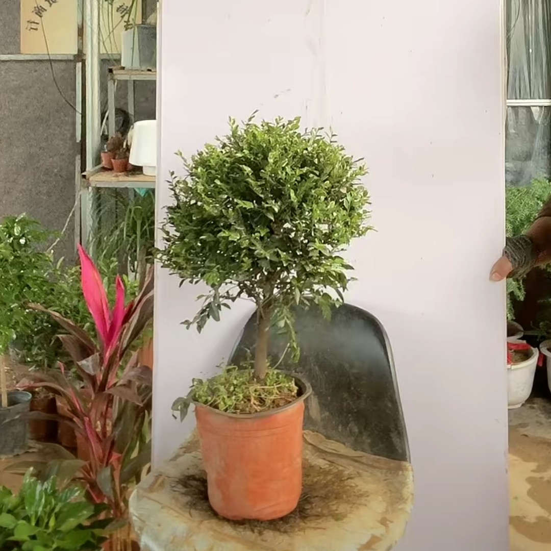 小叶紫檀，图片仅供参考，棒棒糖，低于零下10度拍单，冻死不赔