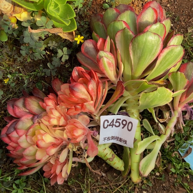 【闪购商品】4590两棵多肉