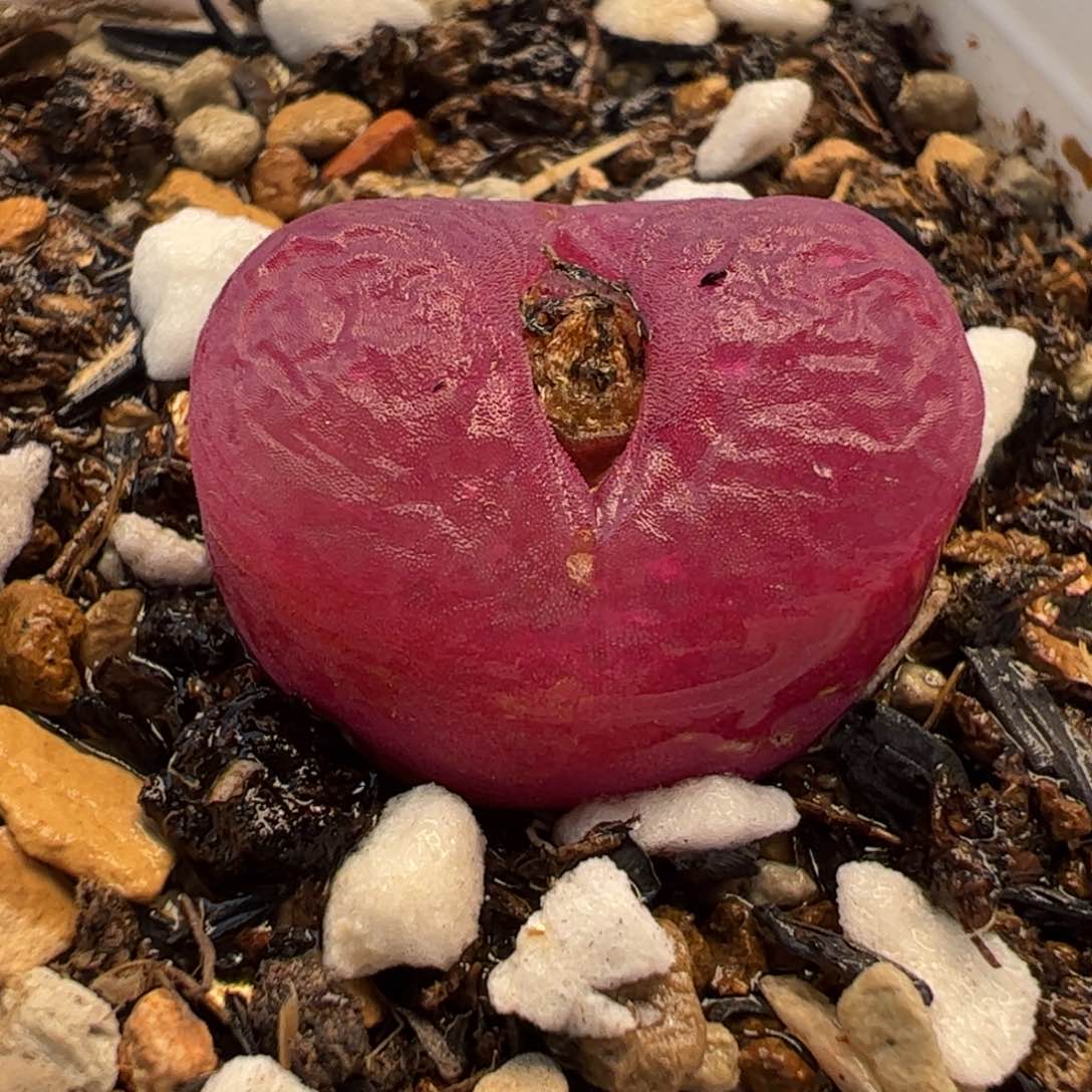 081多肉植物百科