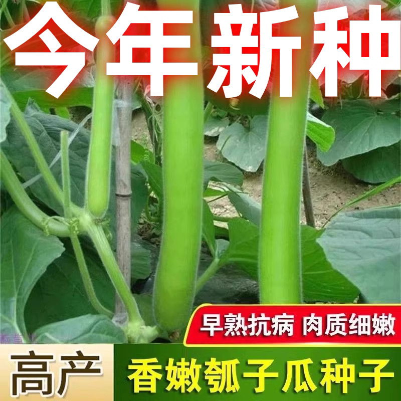 【全店满5包包邮】瓠瓜种子早熟种籽四季高产耐热蒲瓜阳台蔬菜种孑