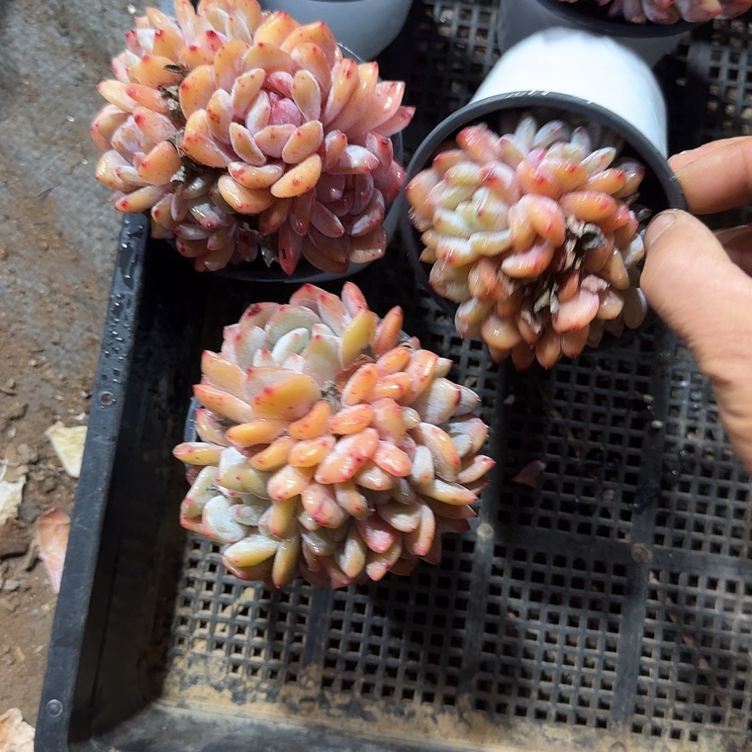 雅***贝976一筐5个一物一拍