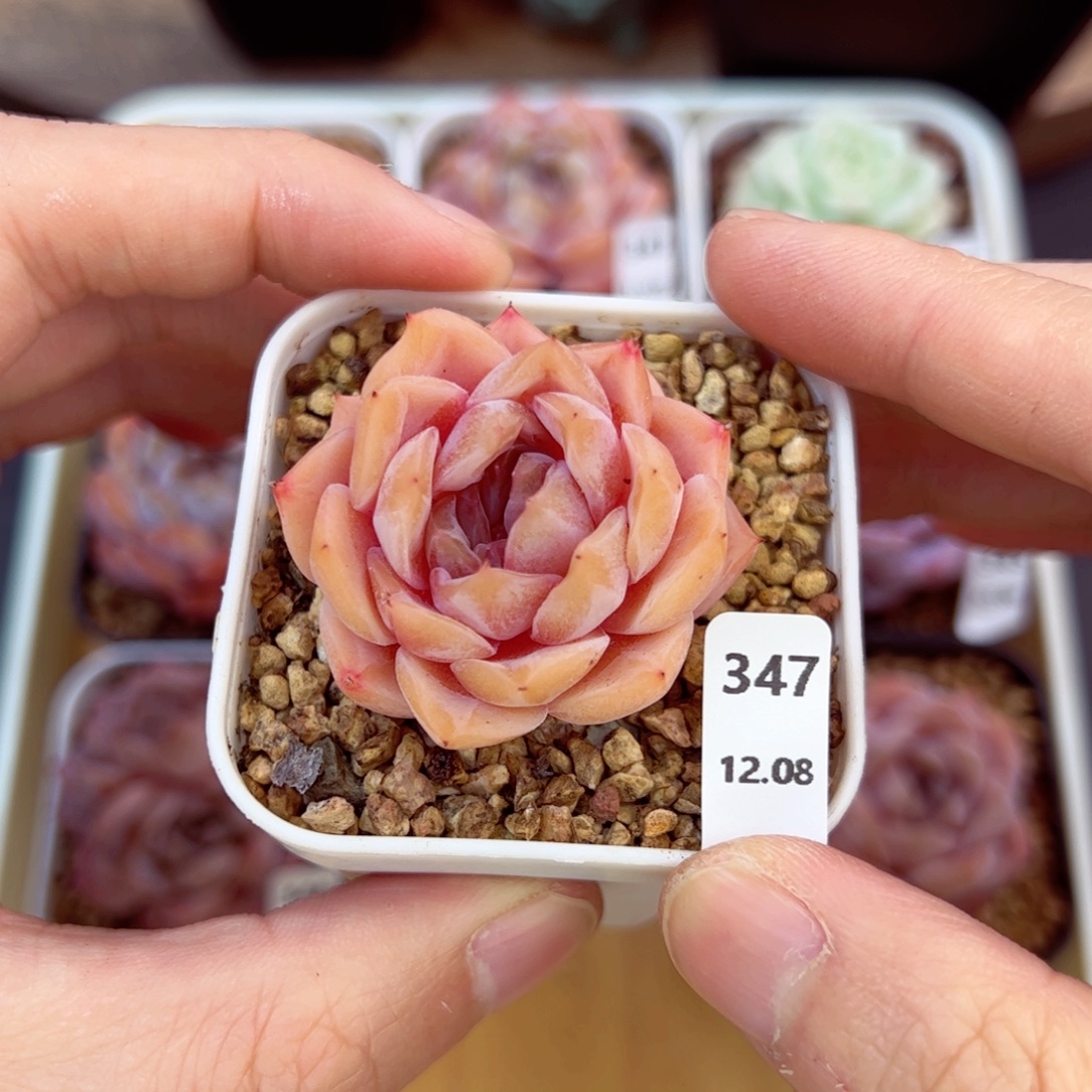 好好看347、哈哈哈哈