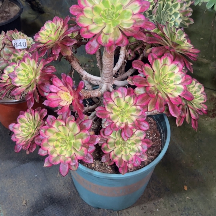 舞天姬973多肉法师一物一拍