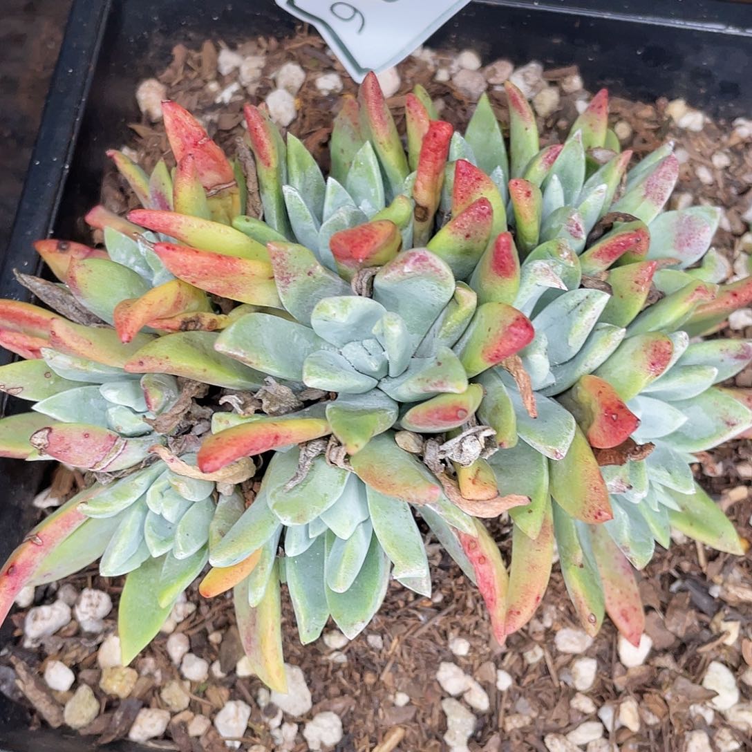 泡芙多头老桩0326