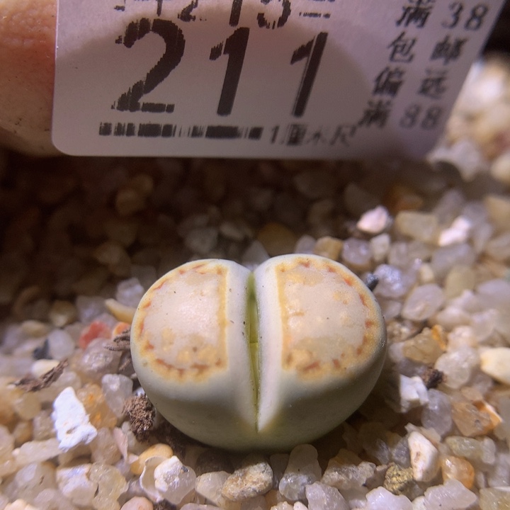 精品生石花215.211