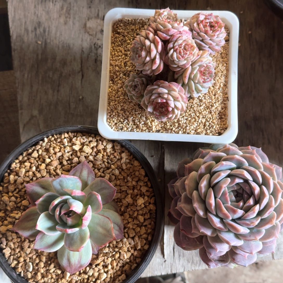 专拍链接多肉精品