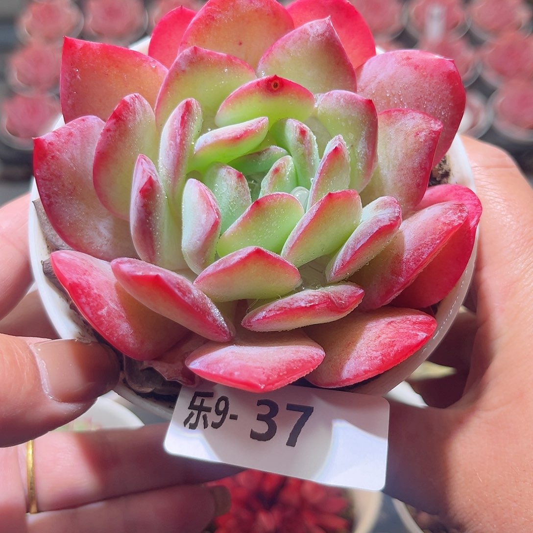 乐9-37 溏心雪莲