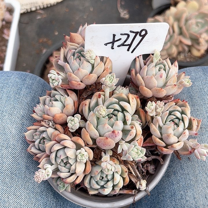 一物一拍，9.9包邮，霜花