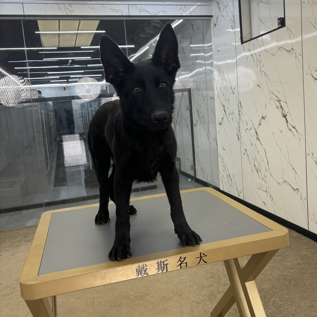 【戴斯名犬】东德牧羊犬 活体 狗狗 