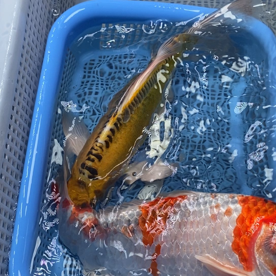 锦鲤冷水锦鲤包邮