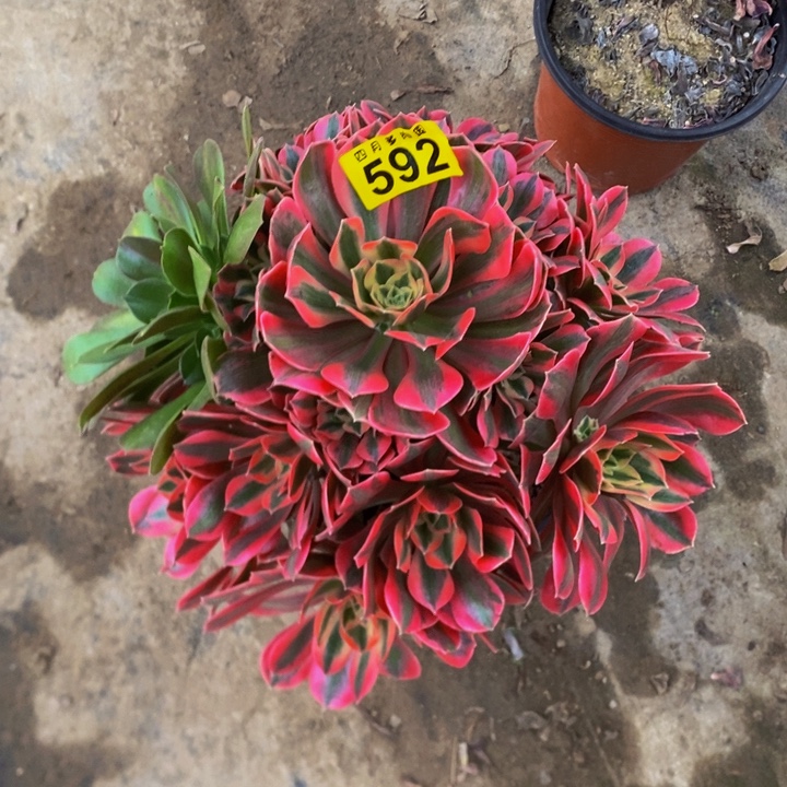 多肉粉红佳人000592