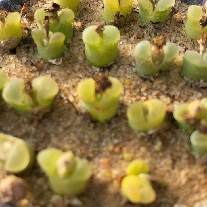 奶瓶风铃10颗。    