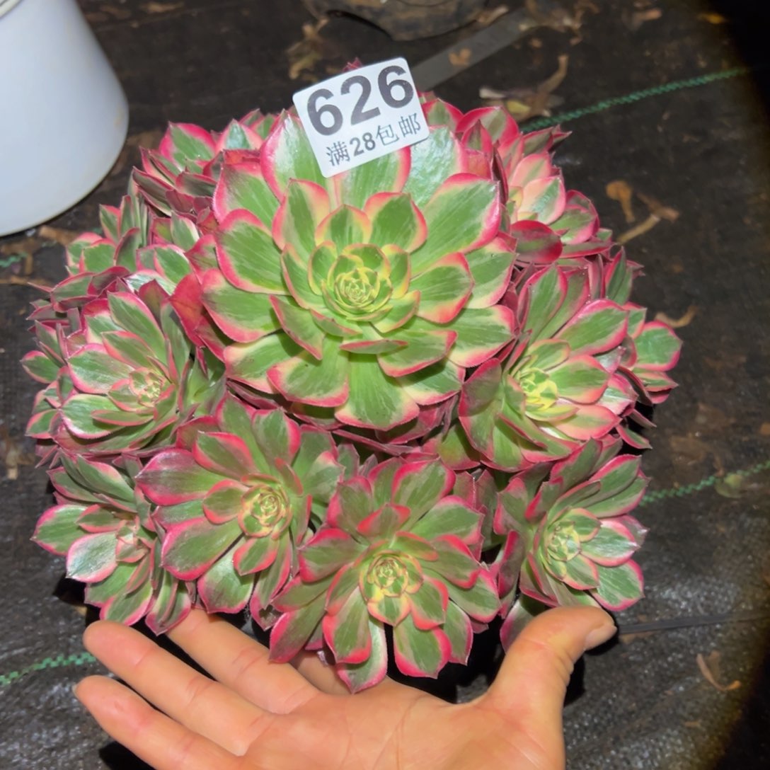 多肉植物626赤子心