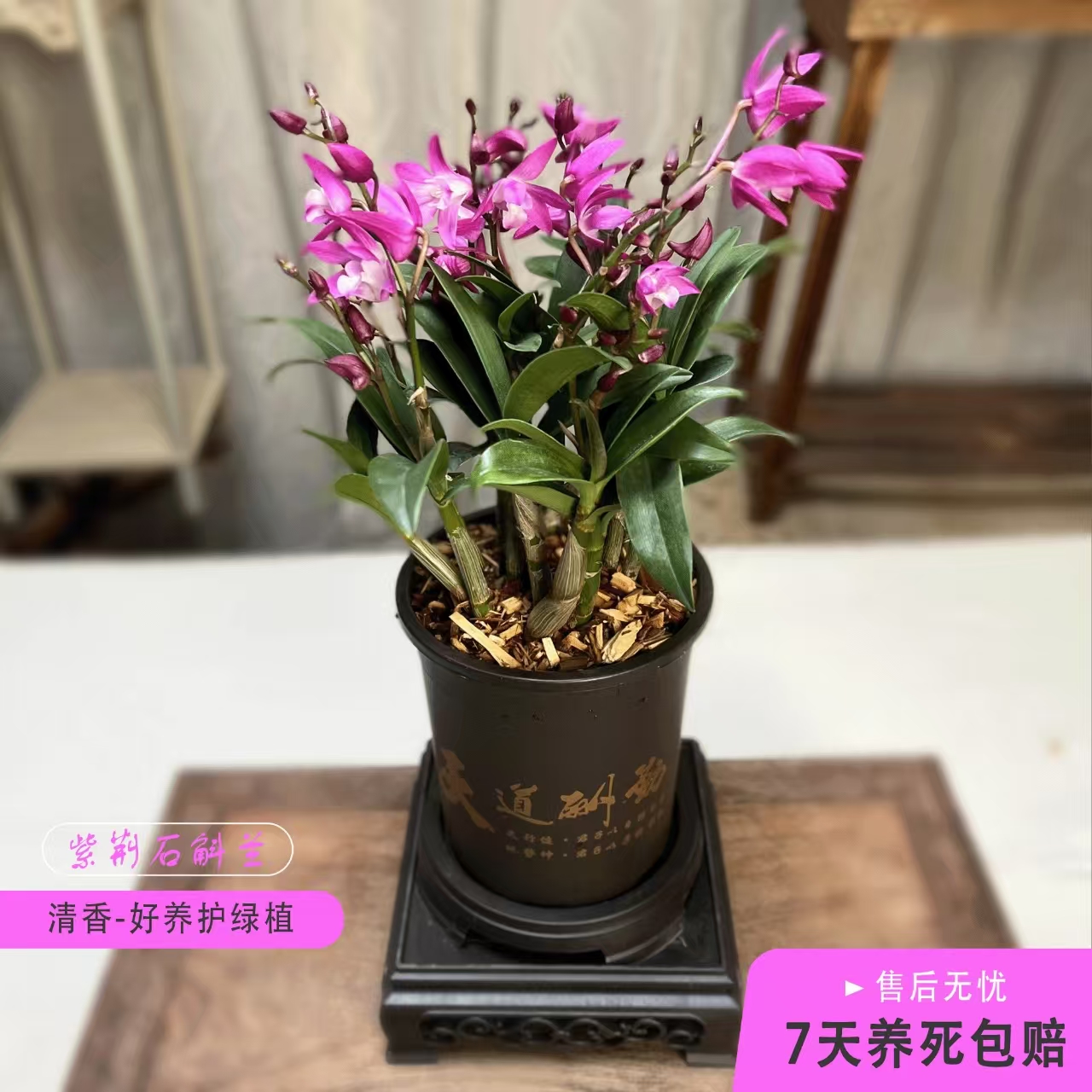 紫荆石斛兰-紫红色好看好养易活