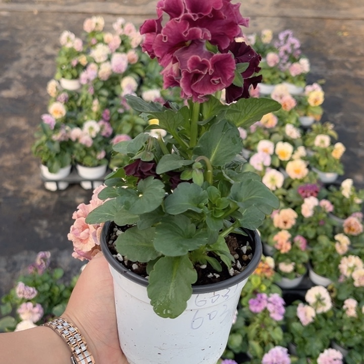 大部分花苞少量开放6031