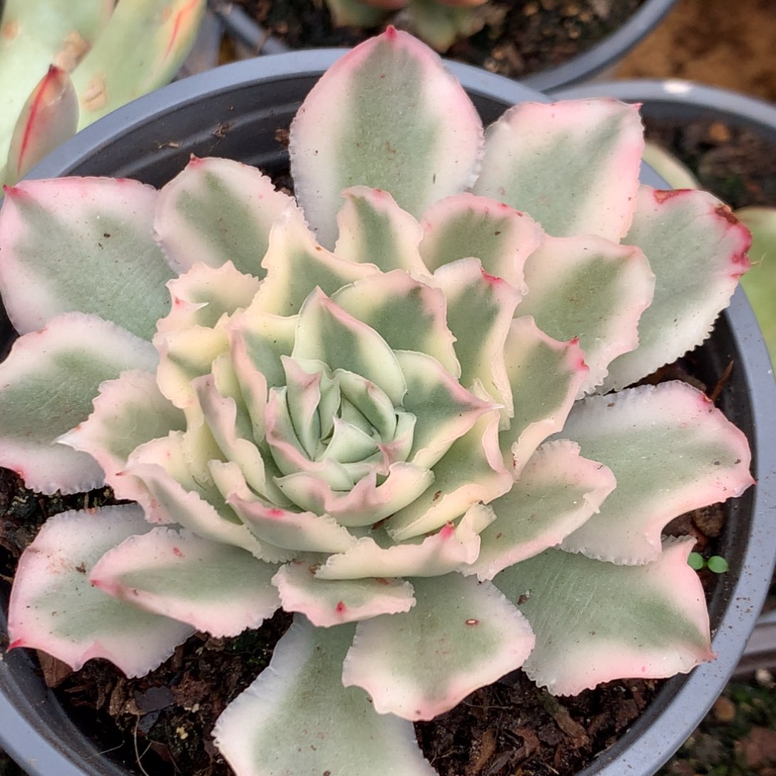 紫蝴蝶j j j j j j