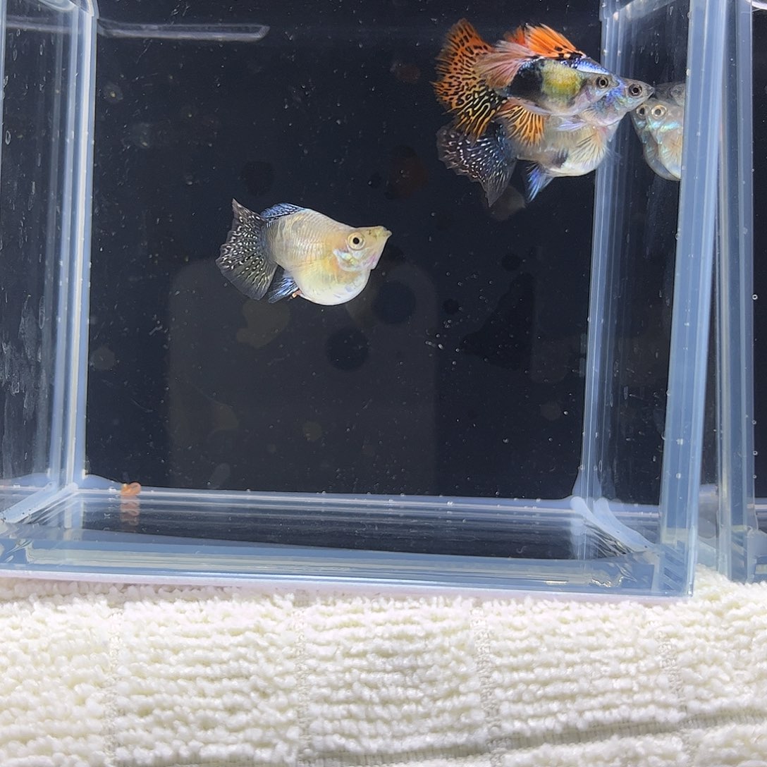 孔雀鱼七彩龙鳞纯球两对