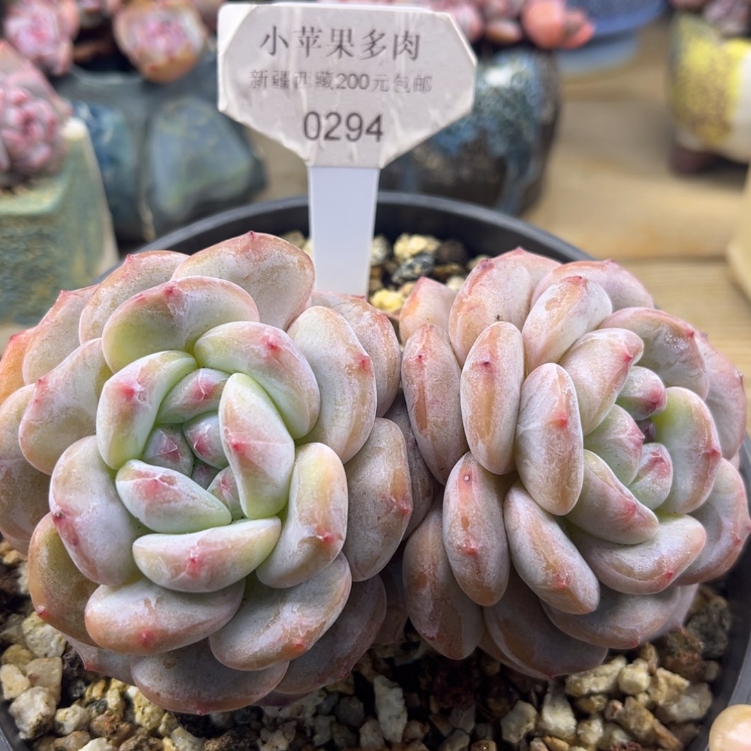黄底紫心294/13cm2头