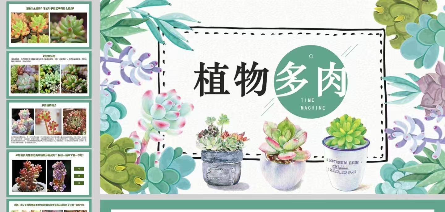 精品多肉 精品灰姑娘